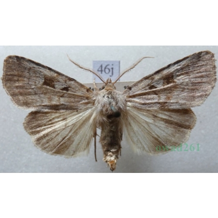 Coenophila subrosea (Stephens, 1829) Czech46j